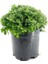 Karışık Renk Kasımpatı Fidanı 3 Adet Krizantem Chrysanthemum Seti 10-20 cm 1