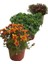 Karışık Renk Kasımpatı Fidanı 3 Adet Krizantem Chrysanthemum Seti 10-20 cm 2