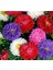 Karışık Renk Kasımpatı Fidanı 3 Adet Krizantem Chrysanthemum Seti 10-20 cm 4