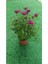 Kasımpatı Çiçeği Fidanı 10-20 cm 1