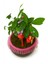Efsun Bonsai – Özel Süslemeli Ficus Ginseng Şık ve Doğal Dekoratif Ağaç 5