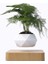 Elite Floating Pot Uçan Bitki Saksısı Manyetik Levitasyon 1 Adet 1