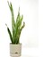 Elite Begonya 9 Litre Krem Tabaklı Saksı Ağız Çapı 24.5 cm Yükseklik 23 cm 1 Adet 1