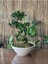 Elite Bonsai / Çanak Saksı Çap: 40CM Yükseklik 12CM Ekru (Drenaj Delikli ve Tabaklı ) 1 Adet 1