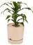 Elite Begonya 5lt Krem Saksı (Leoflowers Ürünü) Ağız Çapı 21 cm Yükseklik 20.5 cm 1 Adet 3