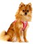 Vest Harness Merino Curli Clasp Red 2