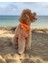 Jelly Collection Köpek Göğüs Tasması Mango 2