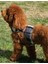 Bcbc Fluffy Köpek Vest Harness Mavi 3
