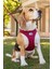 Vest Göğüs Tasması Clasp Air Mesh Red 2