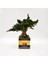Domates Desenli, Vintage Seramik Saksıda, %100 Doğal, Şoklanmış Doğal Bonsai Ağacı 1