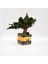 Domates Desenli, Vintage Seramik Saksıda, %100 Doğal, Şoklanmış Doğal Bonsai Ağacı 2