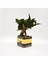 Domates Desenli, Vintage Seramik Saksıda, %100 Doğal, Şoklanmış Doğal Bonsai Ağacı 3