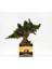 Domates Desenli, Vintage Seramik Saksıda, %100 Doğal, Şoklanmış Doğal Bonsai Ağacı 4