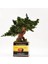 Domates Desenli, Vintage Seramik Saksıda, %100 Doğal, Şoklanmış Doğal Bonsai Ağacı 6