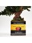 Domates Desenli, Vintage Seramik Saksıda, %100 Doğal, Şoklanmış Doğal Bonsai Ağacı 7