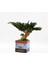 Vintage Desenli, Seramik Saksılı, Bakım Ihtiyacı Olmayan, %100 Doğal, Şoklanmış Bonsai Ağacı 3