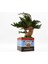 Vintage Desenli, Seramik Saksılı, Bakım Ihtiyacı Olmayan, %100 Doğal, Şoklanmış Bonsai Ağacı 4