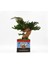 Vintage Desenli, Seramik Saksılı, Bakım Ihtiyacı Olmayan, %100 Doğal, Şoklanmış Bonsai Ağacı 5