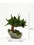 Doğal Bonsai Ağacı – Bakım Ihtiyacı Olmayan, %100 Doğal Şoklanmış Bitki, El Yapımı Dekoratif Bitki 1