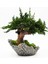 Doğal Bonsai Ağacı – Bakım Ihtiyacı Olmayan, %100 Doğal Şoklanmış Bitki, El Yapımı Dekoratif Bitki 5