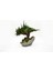 Doğal Bonsai Ağacı – Bakım Ihtiyacı Olmayan, %100 Doğal Şoklanmış Bitki, El Yapımı Dekoratif Bitki 6