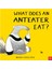 What Does An Anteater Eat (Board Book) 1
