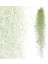 Ispanyol Yosunu Tillandsia Usneoides Air Plant Büyük Boy 3