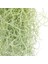 Ispanyol Yosunu Tillandsia Usneoides Air Plant Büyük Boy 4