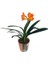 Clivia Miniata (Klivya Çiçeği) Ürün Şuan Çiçeksizdir. 3