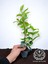 Arap Yasemini Sarmaşığı Fidanı Rhyncospermum Jasminoides 20-30 cm 1