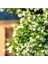 Arap Yasemini Sarmaşığı Fidanı Rhyncospermum Jasminoides 20-30 cm 2