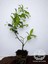 Arap Yasemini Sarmaşığı Fidanı Rhyncospermum Jasminoides 20-30 cm 3
