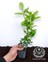Arap Yasemini Sarmaşığı Fidanı Rhyncospermum Jasminoides 20-30 cm 4