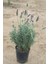 Lavandula Angustifolia Fidesi, Saksıda, 10-20 cm 1 Adet 1
