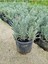 Lavandula Angustifolia Fidesi, Saksıda, 10-20 cm 1 Adet 2