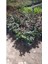 Kırmızı Gül Fidanı 10-20 cm 3