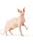 Tüysüz Sphynx Cinsi Yetişkin Kedi Maması 2 kg 3