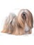 Exigent Mini Yetişkin Köpek Maması 3kg 3