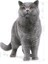 Cat Fbn British Shorthair Kedi Maması 10 kg 3