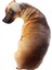 3D Sevimli Viraj Köpek Baskılı Atmak Yastık Gerçekçi Hayvan Komik Köpek Kafası Cosplay Çocuk Favori Oyuncak Yastık Ev Için (Yurt Dışından) 3