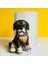 Köpek Model Heykel Silikon Kalıp 1