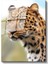 Leopar Portresi - Vahşi Bakış Cam Tablo 2