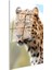 Leopar Portresi - Vahşi Bakış Cam Tablo 3