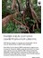 Living Planet Kadife Cap - Bordo 6