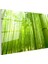 Bambu Ormanı - Canlı Yeşil Tonlarıyla Doğanın Huzuru Cam Tablo 3
