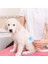 ® Kedi Köpek Tüy Toplayıcı Kendini Temizleyebilen Ergonomik Saplı Evcil Hayvan Tarağı Mavi 5