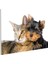 Sıcak Dostluk - Kedi ve Köpek Yavrusu Yan Yana Cam Tablo 3