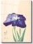 Ohara Koson - Mor Iris Çiçeği Japon Tarzı Illüstrasyon Cam Tablo 2