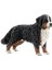 Farm World Dişi Bernese 1