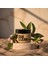 Anti-Aging Cilt Bakımı Sıkılaştırıcı Krem - 50ML - Gece Kremi 2